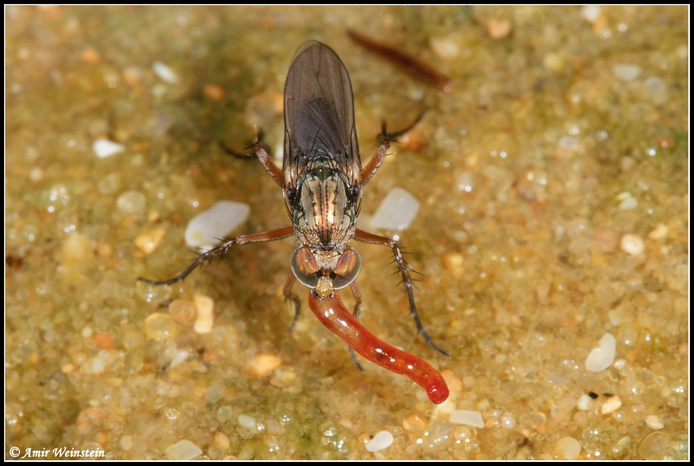 Dolichopus at action